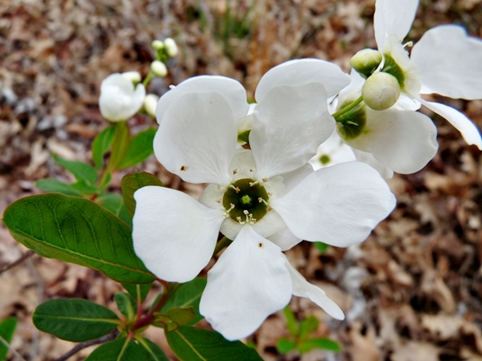 {Exochorda racemosa}